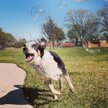 Dog chasing bubbles in park