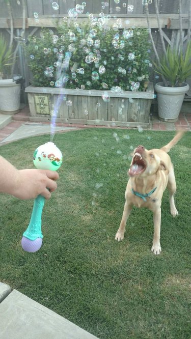 Dog trying to bite stream of small bubbles