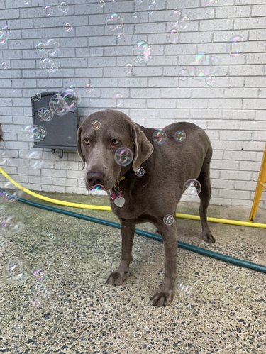 Dog looking unimpressed by bubbles