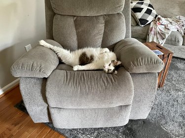 cat resting leg on recliner chair.
