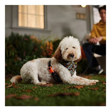 A white curly dog on the grass wearing a Frisco Halloween Over-The-Head Reflective Bat Wing Vest Harness