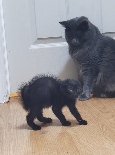 black kitten with hair on end and an older cat looking at them.