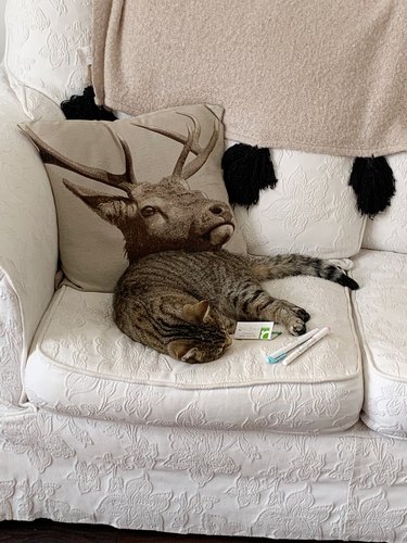 cat blends into couch pillow with deer on it