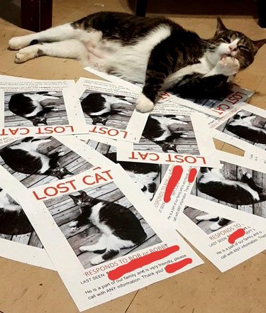 brown and white cat casually licking their paw while lying amongst a pile of "lost cat" posters featuring themselves.