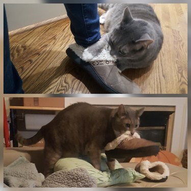 A gray cat attacking someone's slipper and then stealing it.