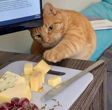 An orange striped cat reaches for a cheese plate.