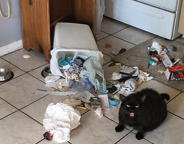 A black cat sits beside a knocked-over garbage can and screams at the camera.