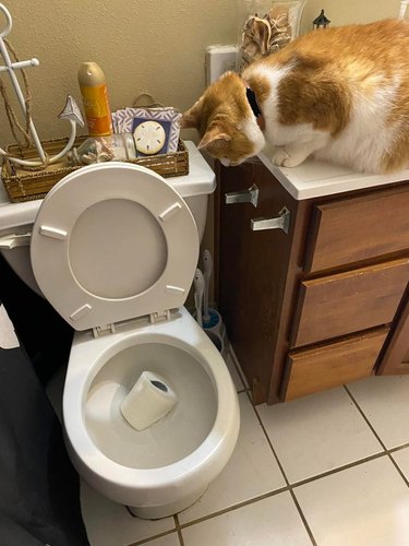 An orange cat looks down into a toilet bowl, into which they have just knocked an entire roll of toilet paper.