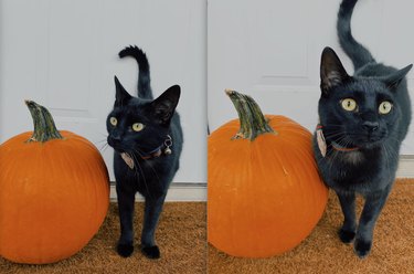 black cat poses with pumpkin