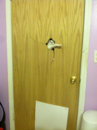 A white cat bursting through a wooden door.