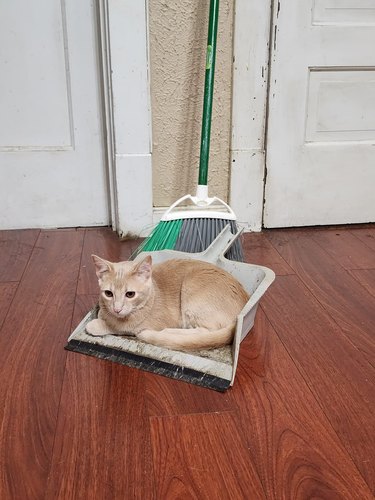 cat claims dust pan as its new bed.