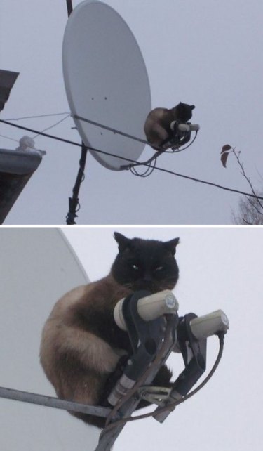 A brown cat sits on a satellite dish and looks grumpily at the camera.