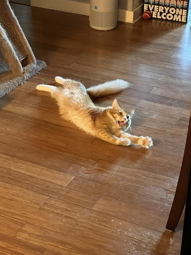cat stretching dramatically.