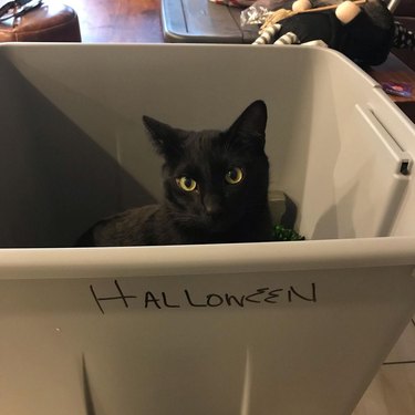 cat in bin labeled Halloween