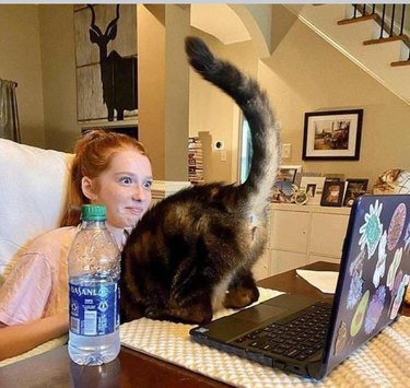 A cat showing their backside to an open laptop, while their owner looks on in horror.