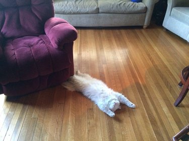 A fluffy white cat sprawled out on the floor on their back with their eyes closed.