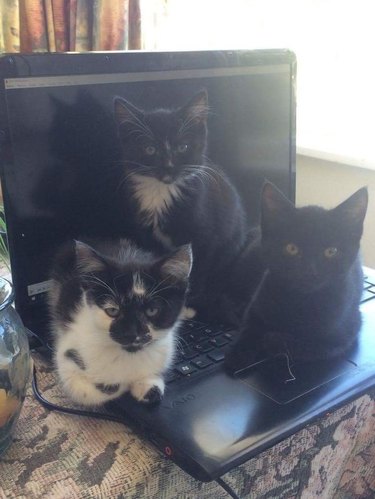 Three kittens sitting on the keyboard of a laptop.