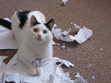 A black and white cat lying on top of some important-looking papers that they have just destroyed.