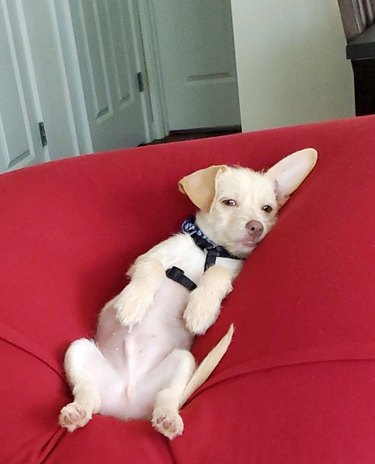 small dog laying on a red cushion and looking relaxed
