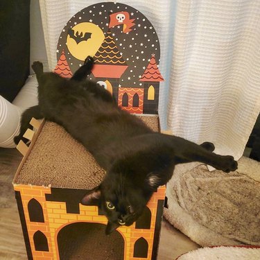 black cat is too tall for Halloween pop-up castle