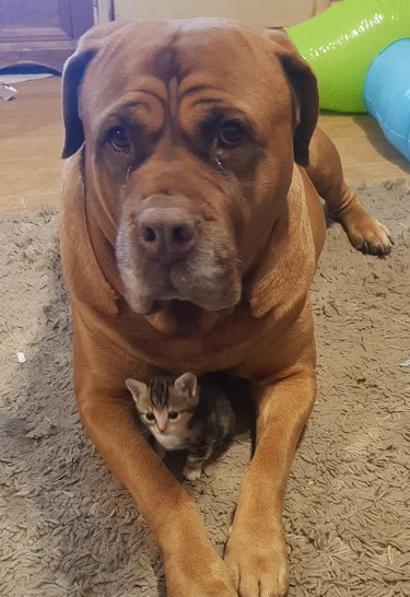 English mastiff lays on carpet with tiny kitten sitting between front paws.