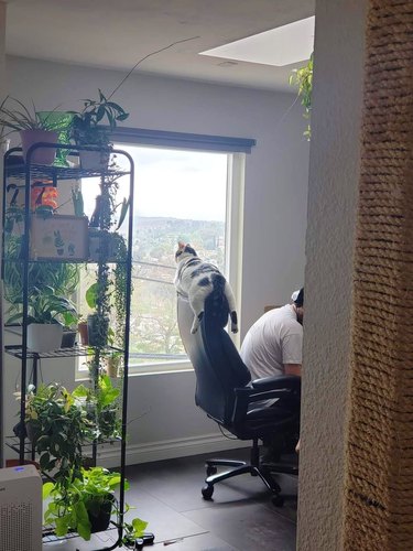 cat straddles an office chair and looks out a window