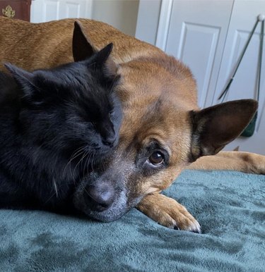 Dog and black cat cuddle on bed.