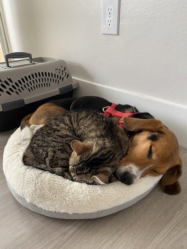 Cat and beagle curled up together on small bed.