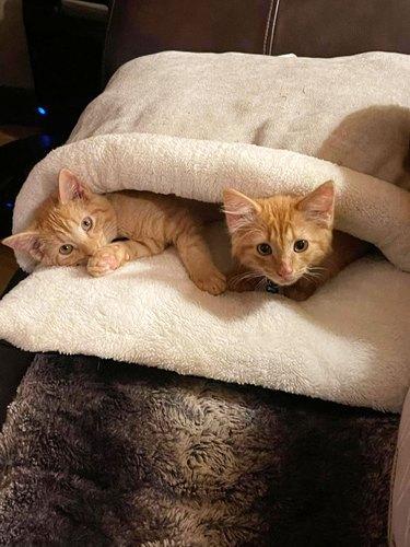 Two 'foster fail' orange cats under a blanket