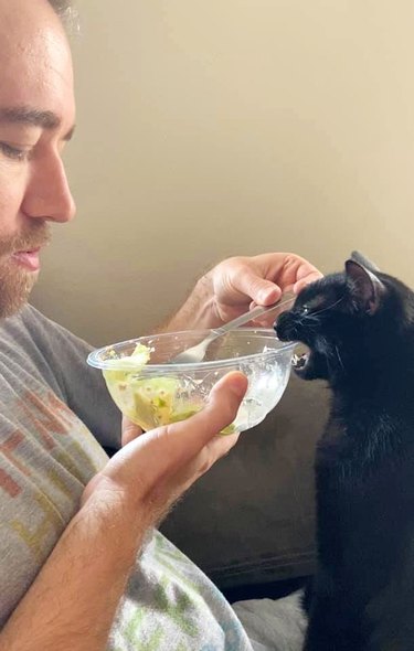 black cat tries to eat from human's bowl