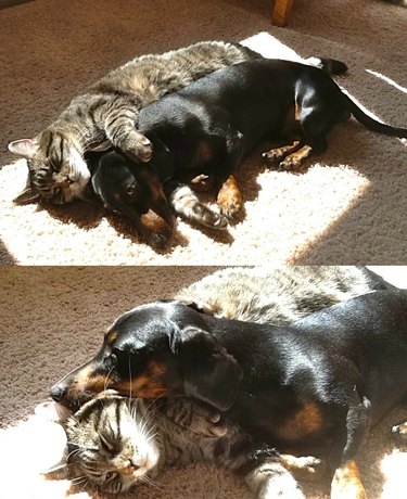 Cat and dachshund of similar size cuddle on carpet in patch of sunlight.