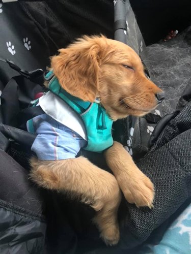 golden retriever wears backpack to school