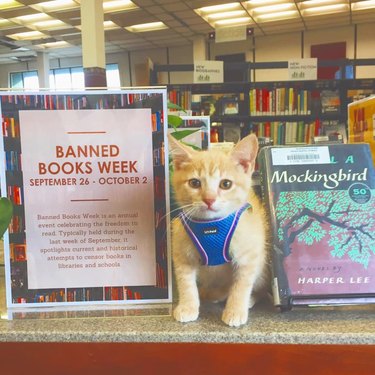 ginger kitten adopted by library