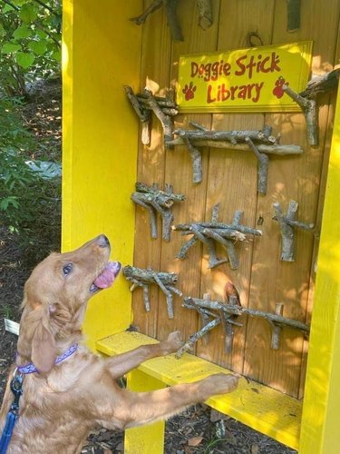 a dog reaches for a stick at a 'doggie stick library'