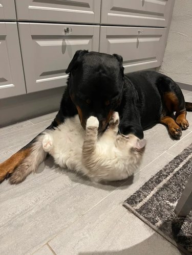 Ragdoll kitten paws at Rottweiler's snout.