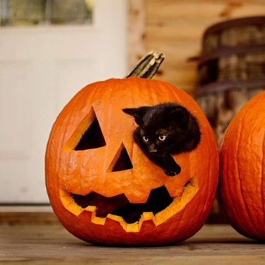 black cat crawls out of pumpkin