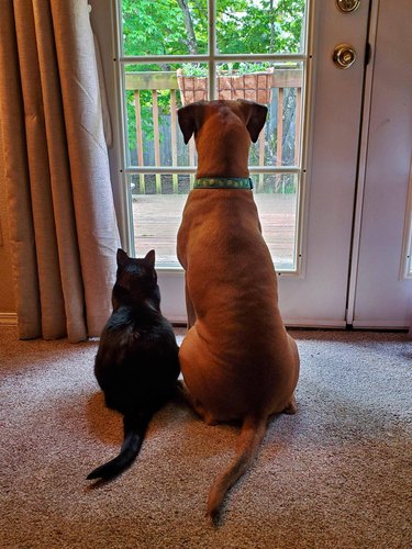 Large dog and cat sit in the same pose to look out glass door.