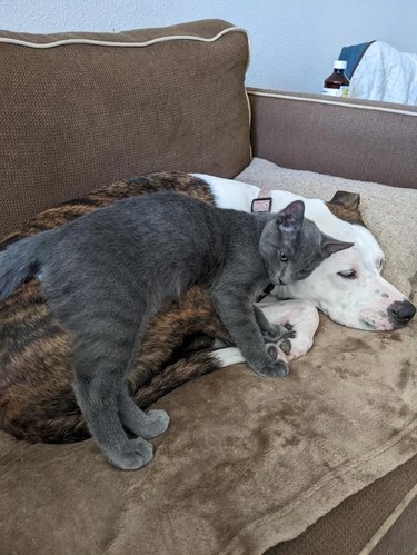 Gray kitten attempts to curl up on top of dog sleeping on couch.