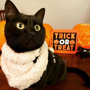 black cat poses with trick or treat sign