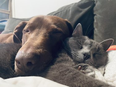 Chocolate lab sleeps using sleeping gray cat as chin rest.