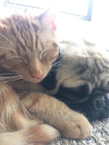 Orange cat and pug sleep cuddled together.