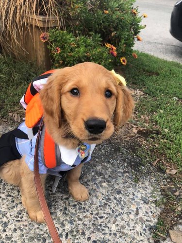 golden retriever wears backpack to school