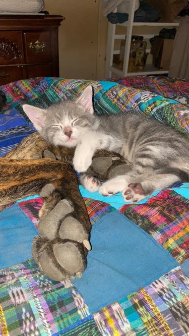 Kitten sleeps with arms wrapped around large dog's paw.
