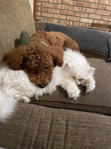 Miniature poodle cuddles with fluffy white cat.
