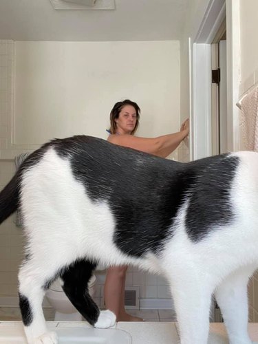 cat photobombs woman in shower
