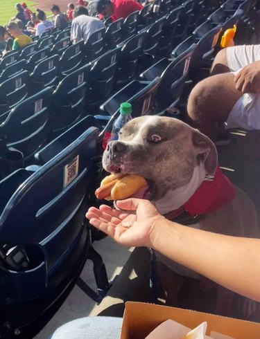 dog eats a hot dog at a baseball game