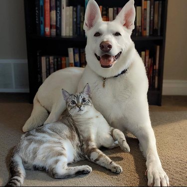 Cat and large dog pose for the camera.