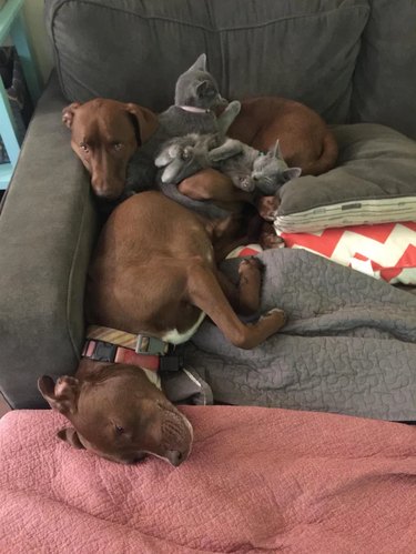 Two brown dogs and two gray kittens in a cuddly pile.