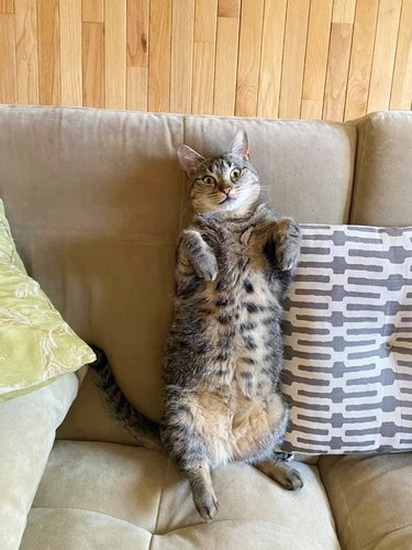 couch with a cat that sleeps on their back, belly up and eyes open