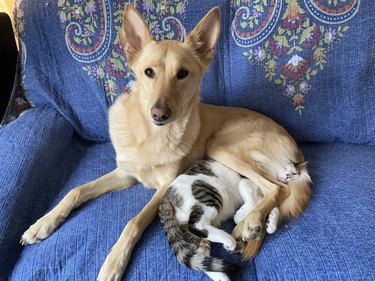 Cat sleeps between dog's back legs.